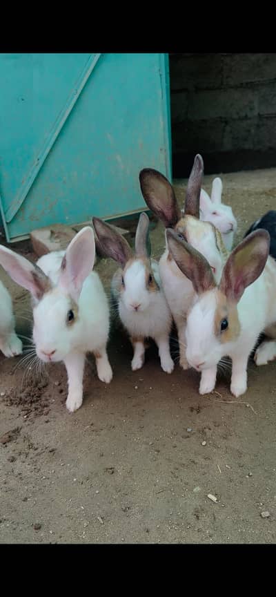 rabbits