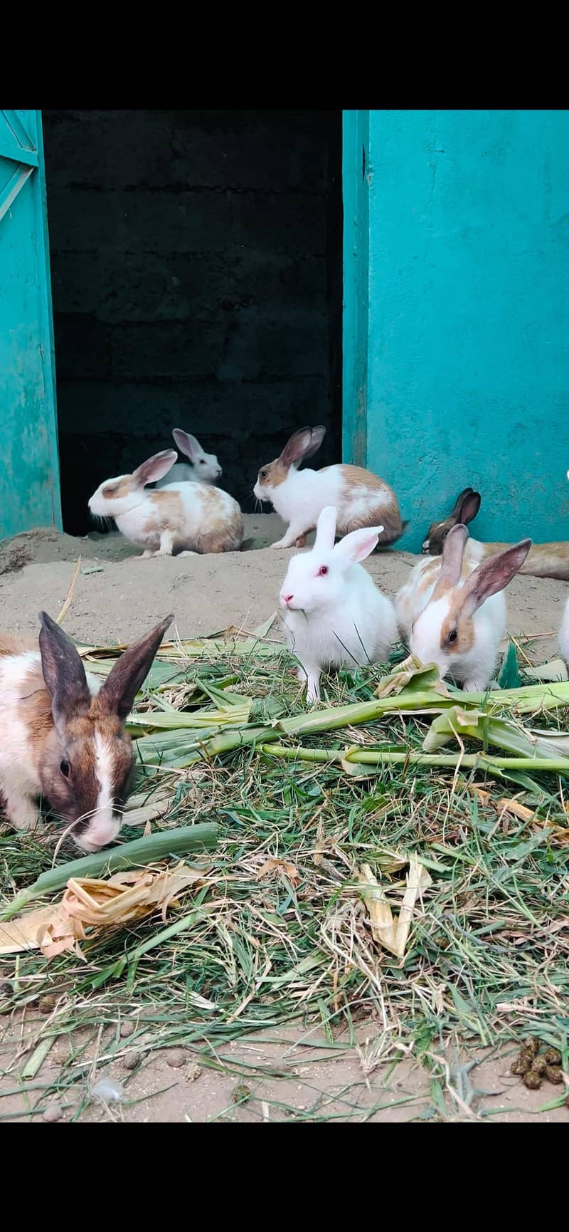 rabbits 1