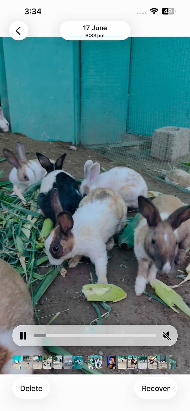 rabbits 2