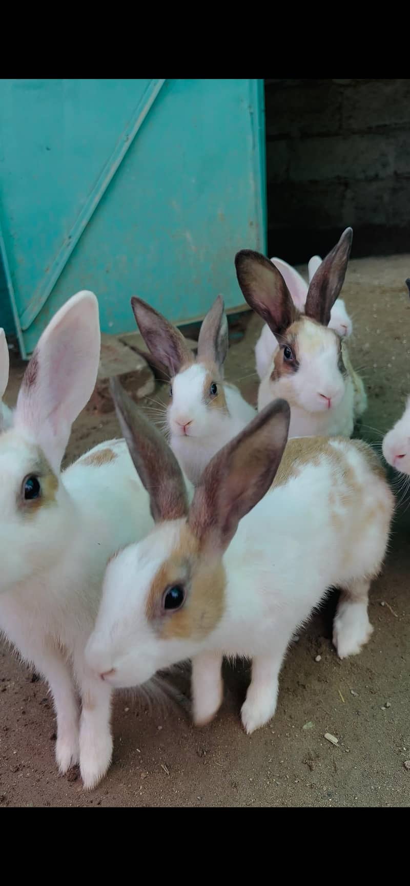 rabbits 3