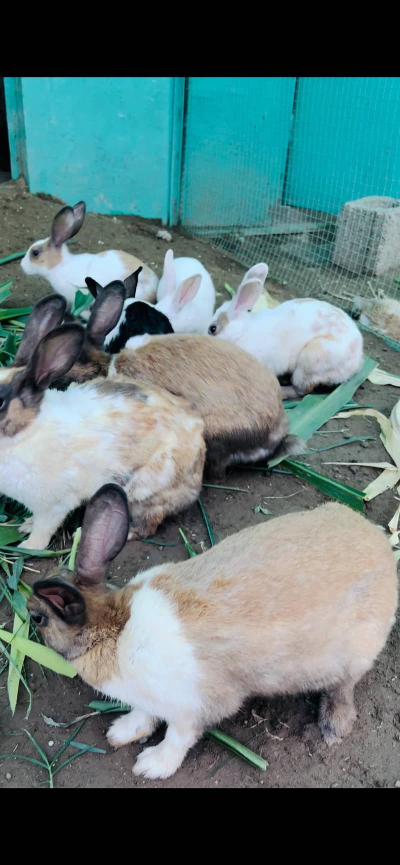 rabbits 4