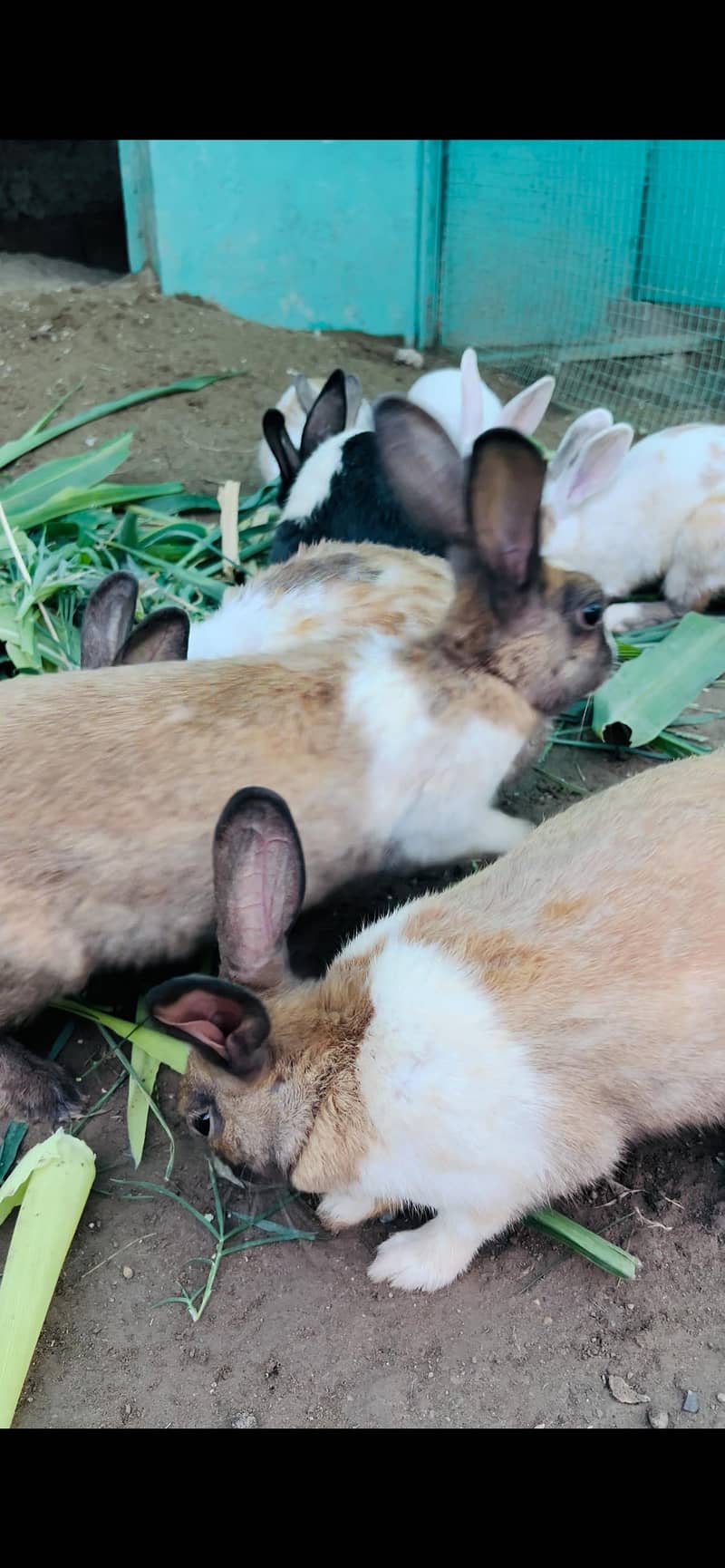 rabbits 5