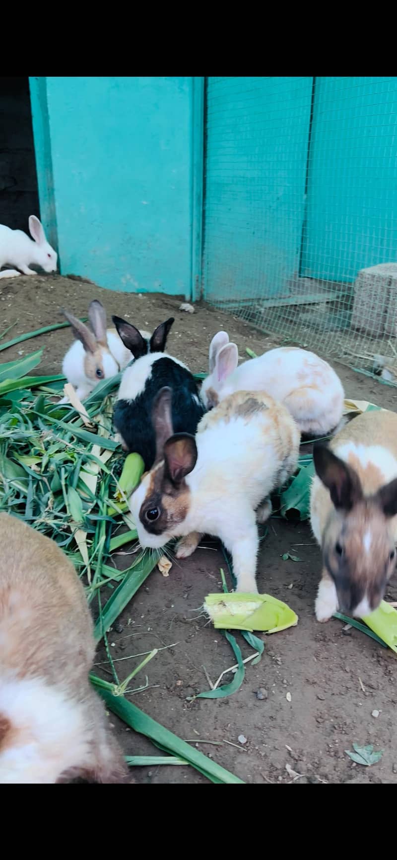 rabbits 6