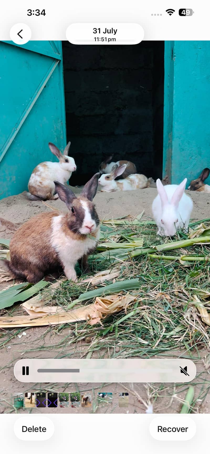 rabbits 7