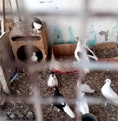 pegeon