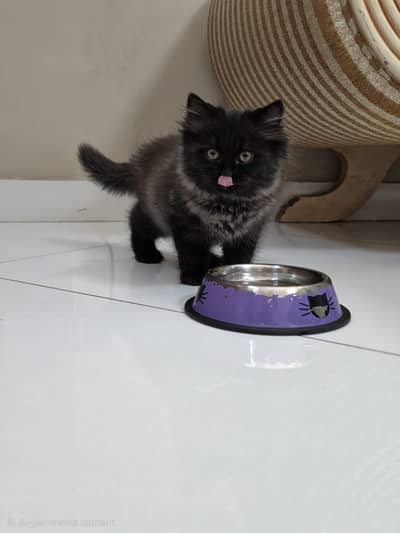 Persian cat