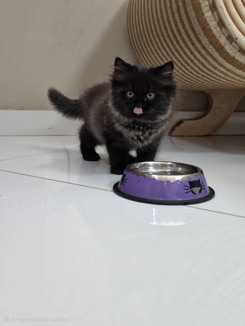 Persian cat 0
