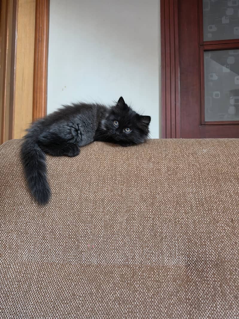 Persian cat 1