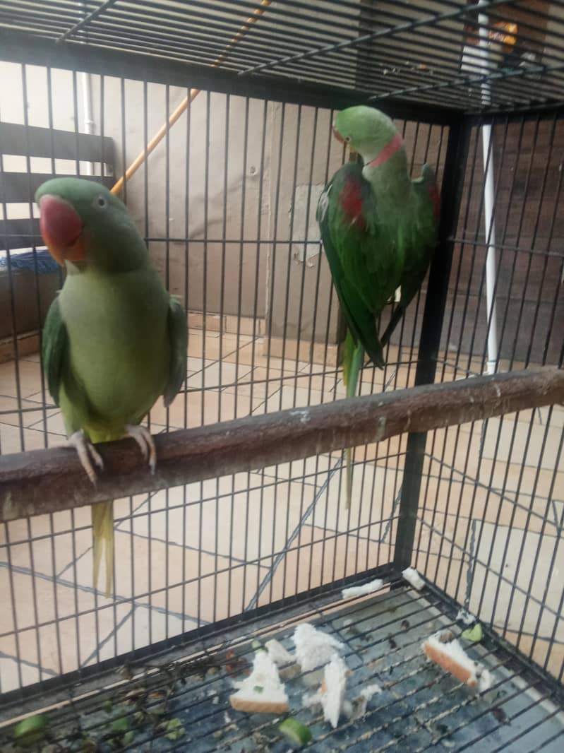 raw parrots 3