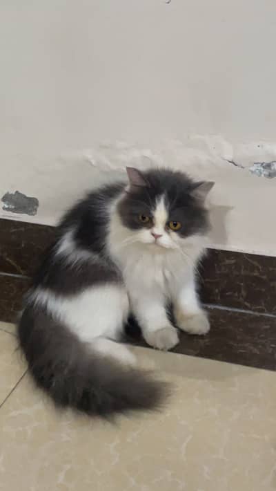 Punch Face Persian Female Cat | Vaccinated | Black & White | Fluffy