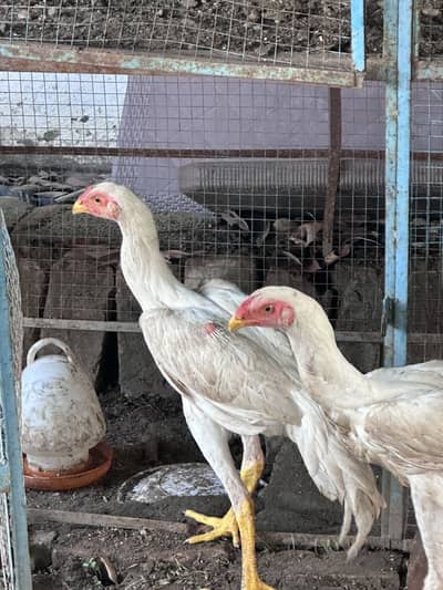 5 month white shamo males
