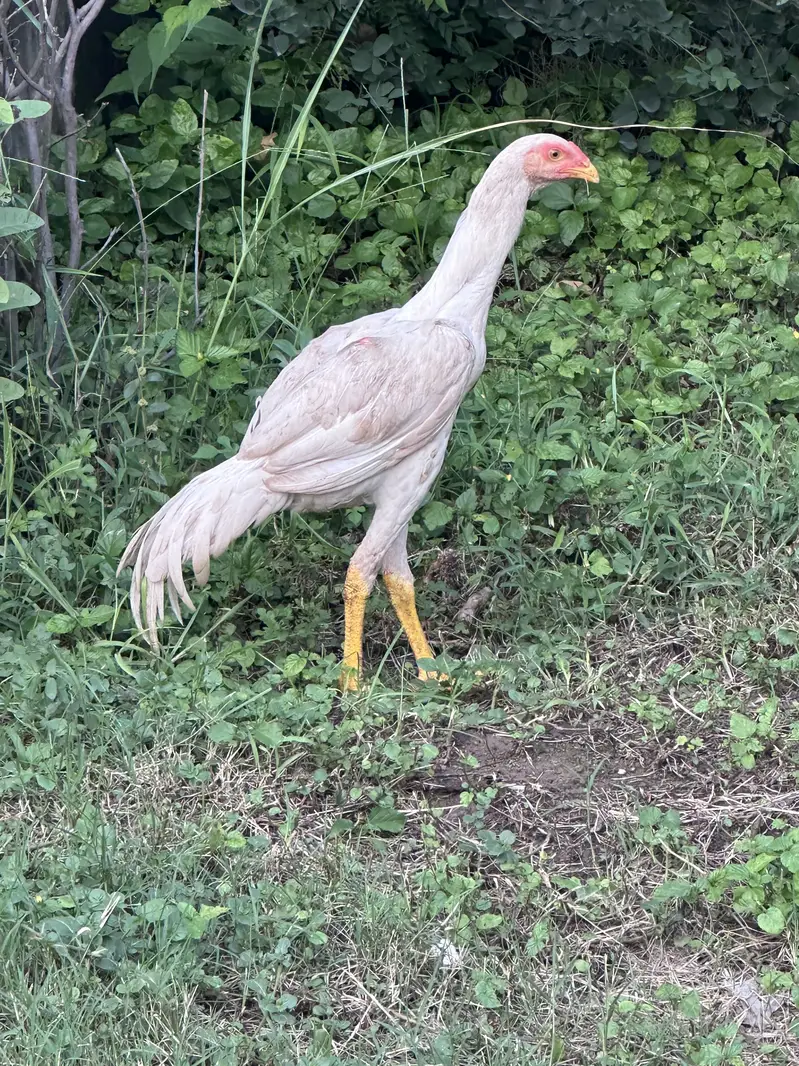5 month white shamo males — photo 2
