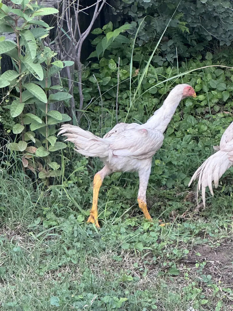 5 month white shamo males — photo 4