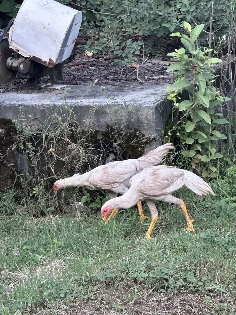 5 month white shamo males — photo 6