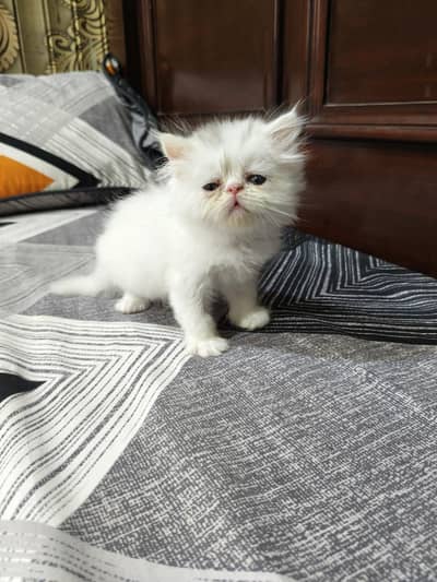 Persian kitten 1 male 2 female