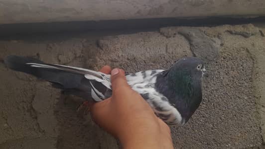 taddy pair pigeon WhatsApp 03193750752