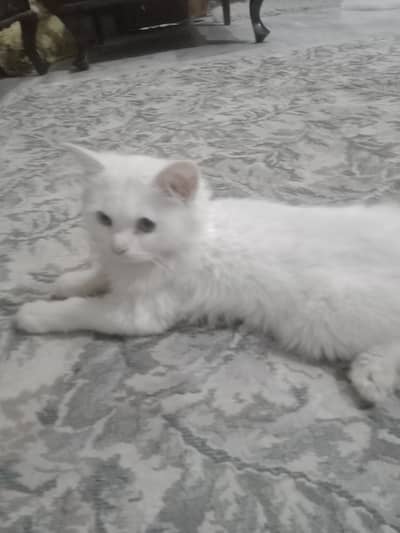 persisn kitten