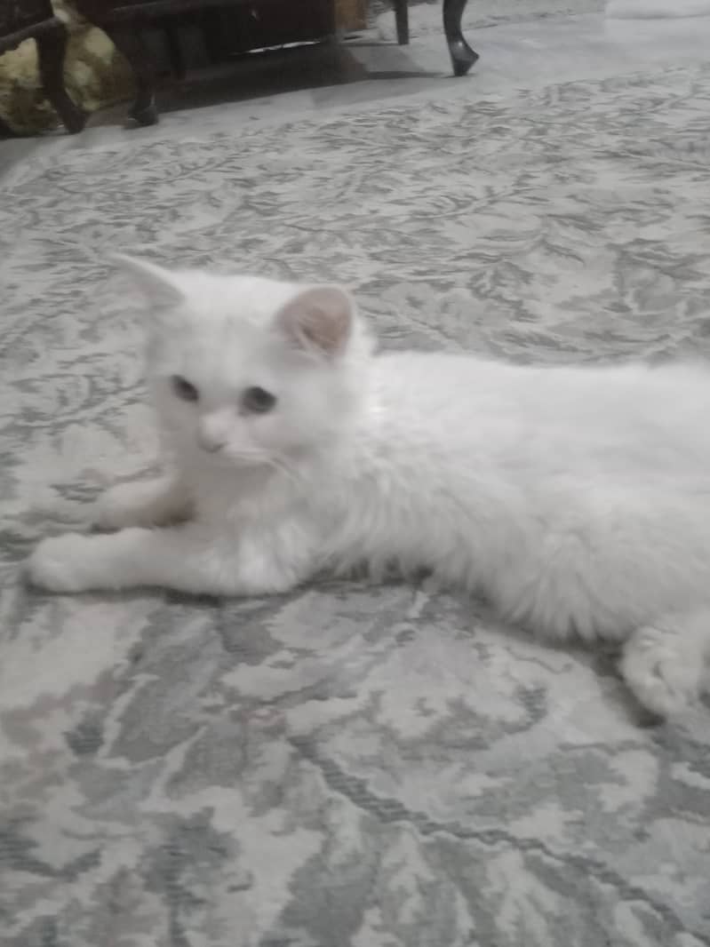 persisn kitten 0