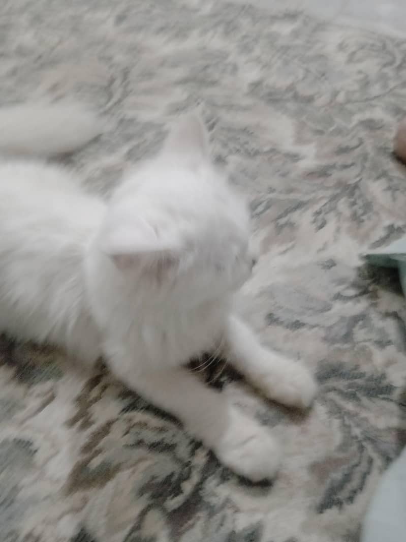 persisn kitten 1