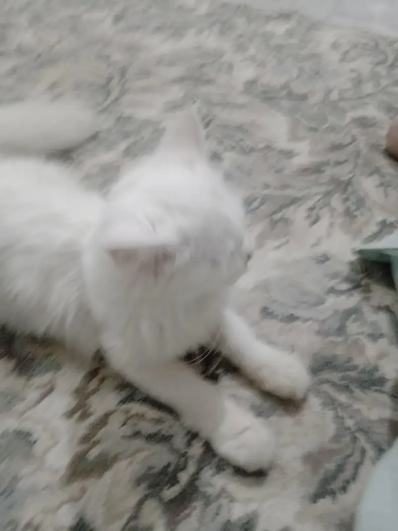 persisn kitten — photo 2