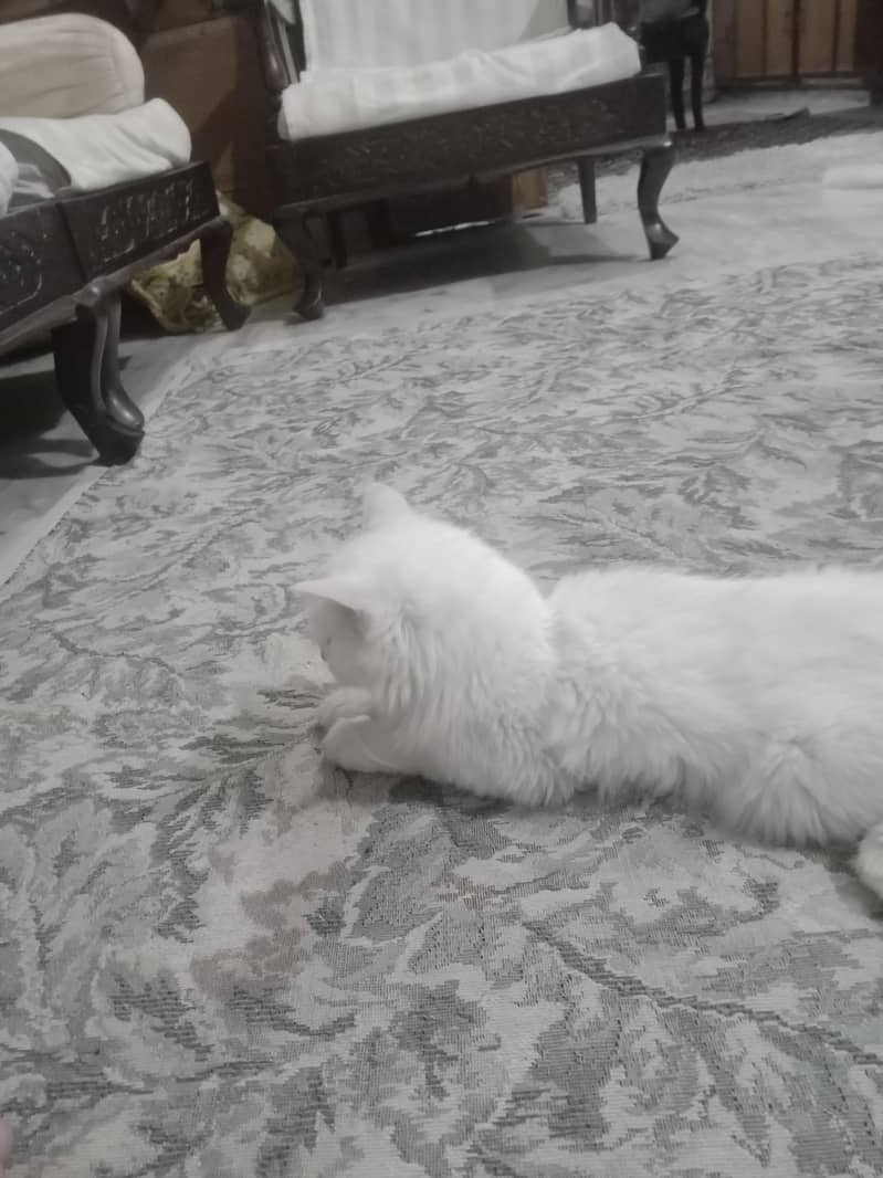 persisn kitten 2