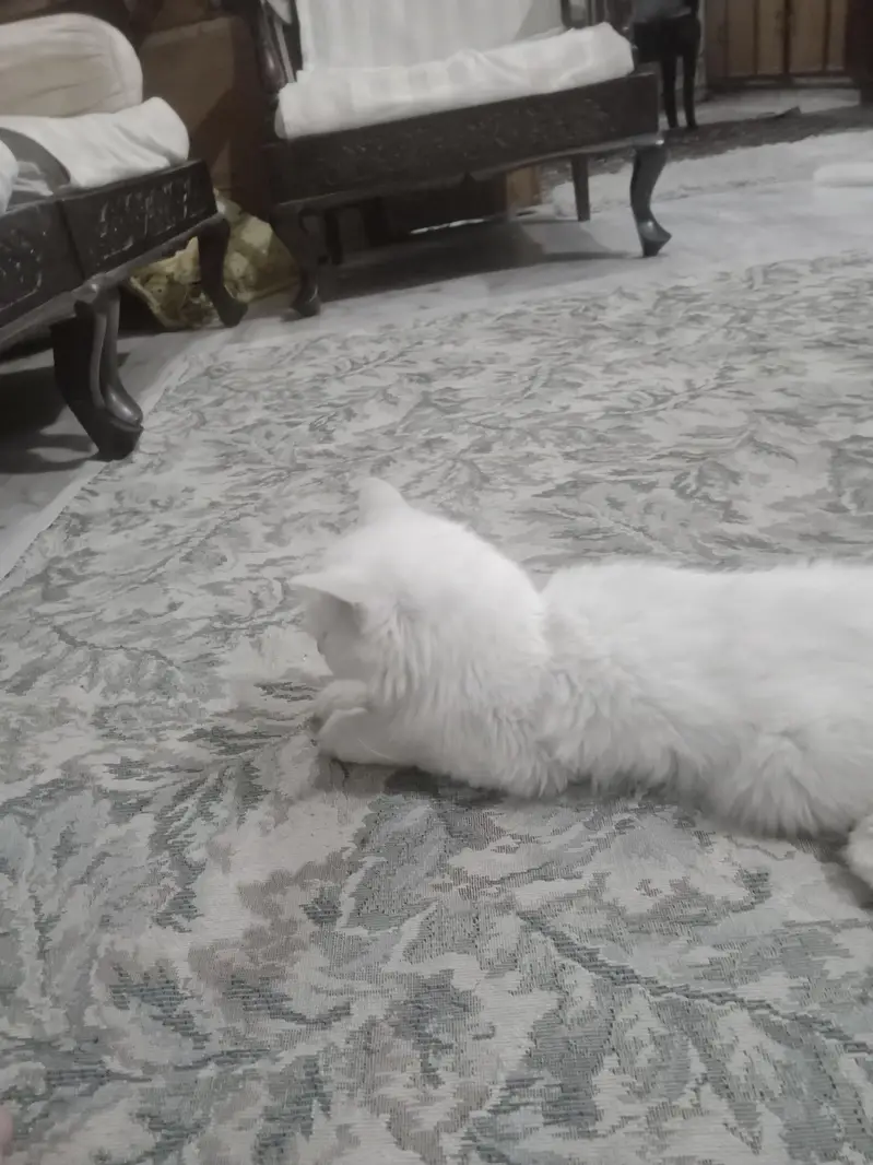 persisn kitten — photo 3