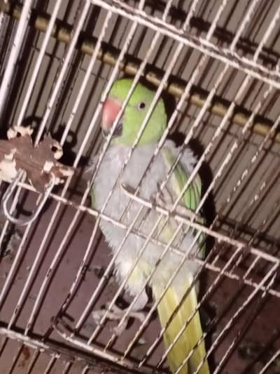 female ringneck