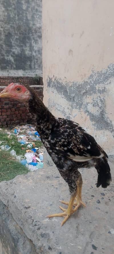 sindhi male or female