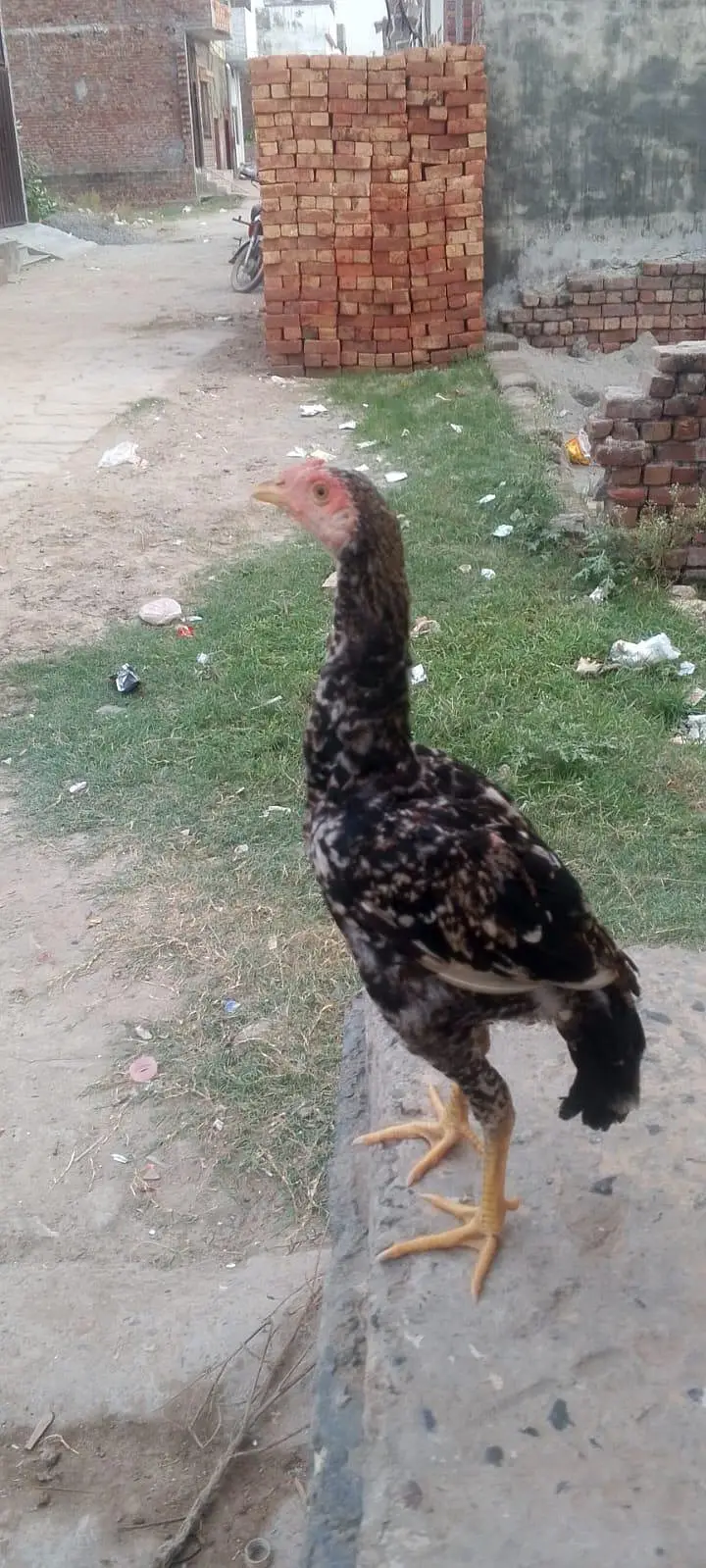 sindhi male or female — photo 2