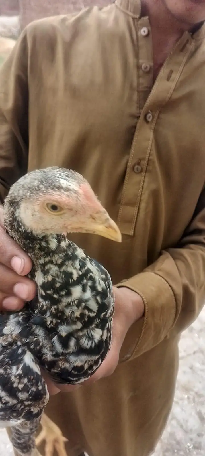 sindhi male or female — photo 3