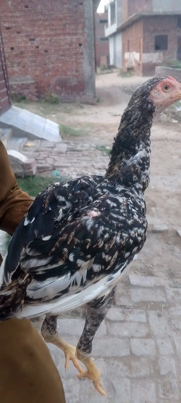 sindhi male or female — photo 4