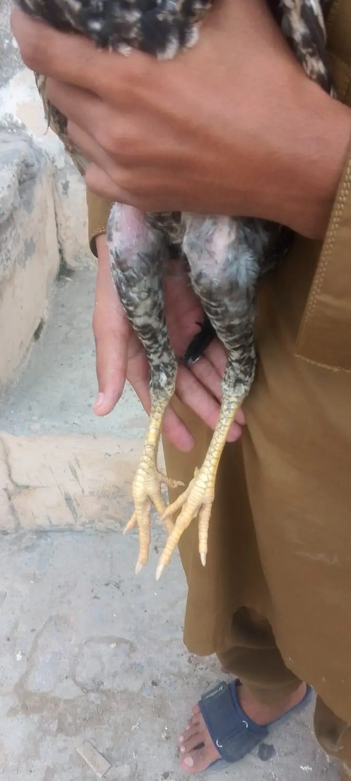 sindhi male or female — photo 5