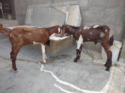 TOTAPARI  MALE  BAKRAA FOR SALE. . .