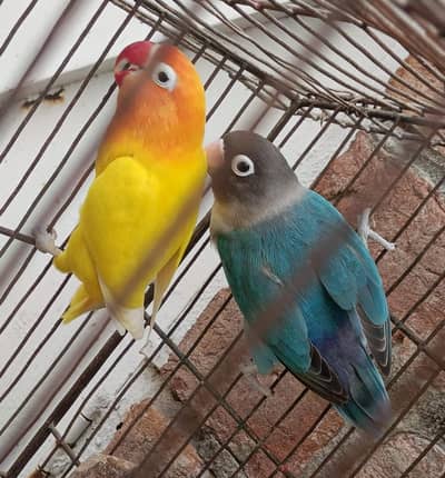 Love birds Breeder Pair