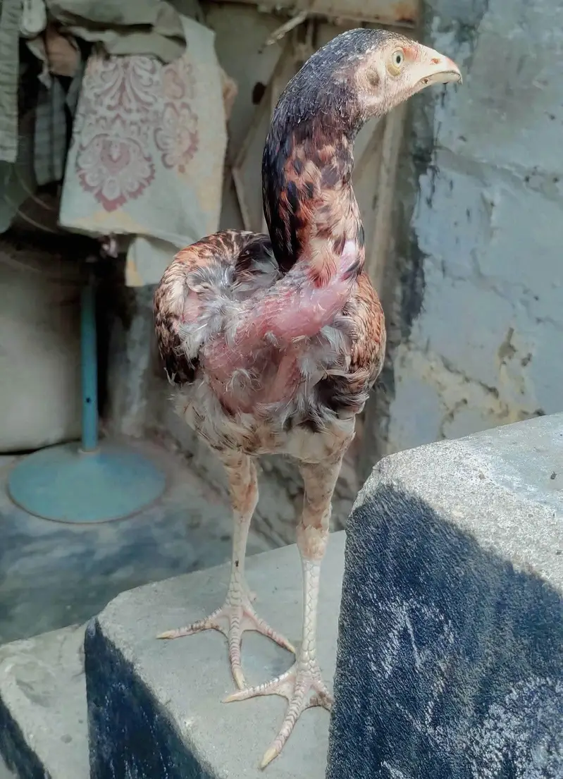pure rapmpori females — photo 3