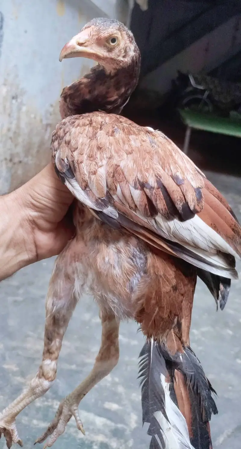 pure rapmpori females — photo 4