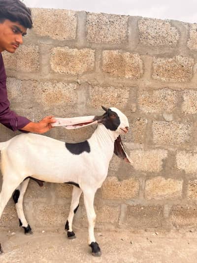 double Hadi ma lalur wala bakra