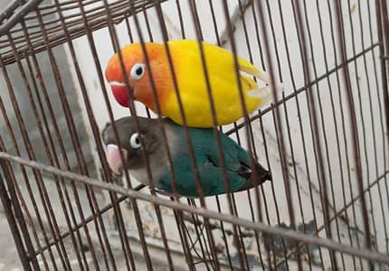 Love birds pair