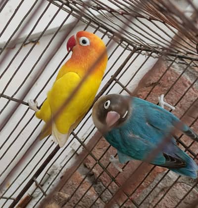 Love birds Breeder pair