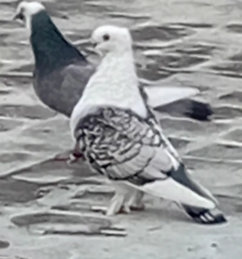 senti males 3 — photo 8