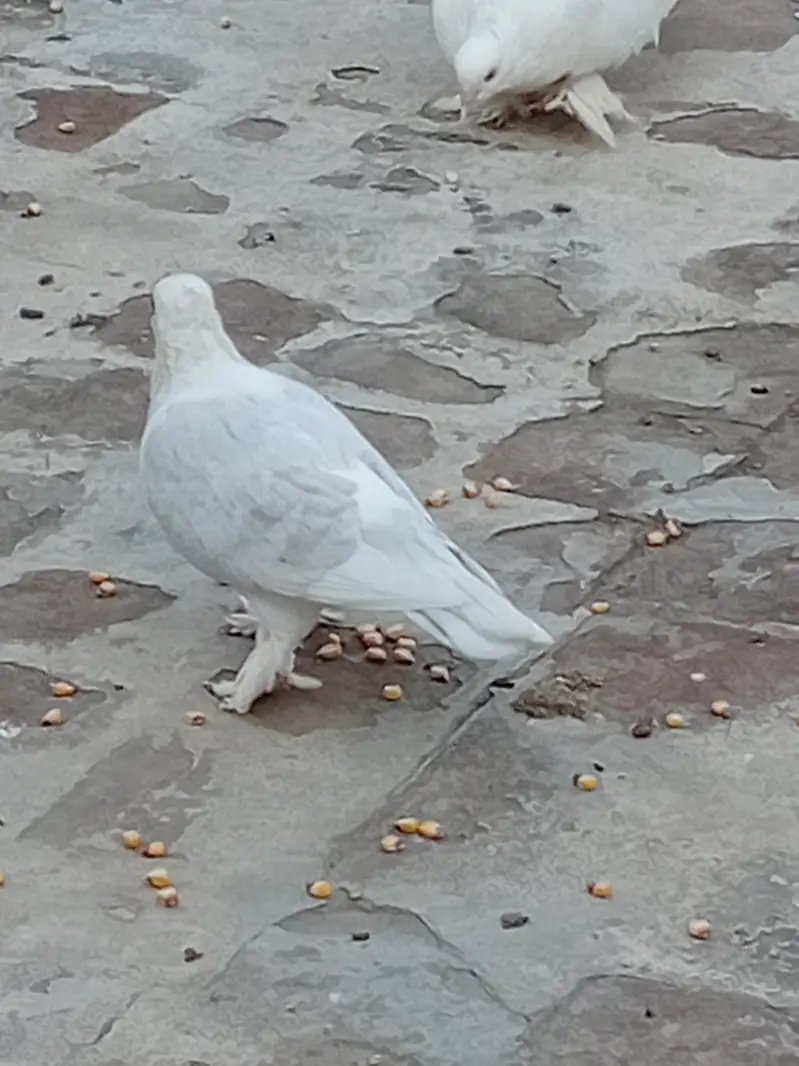 senti males 3 — photo 9