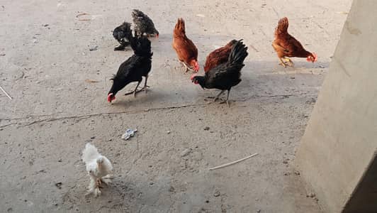 Australorp | Rir 3.5 months