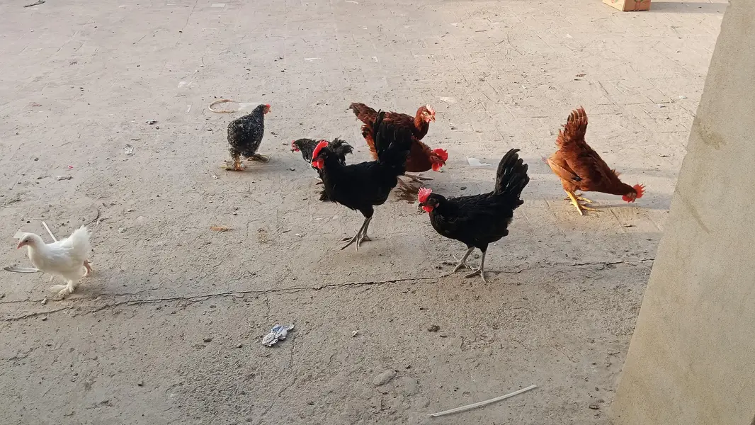 Australorp | Rir 3.5 months — photo 2