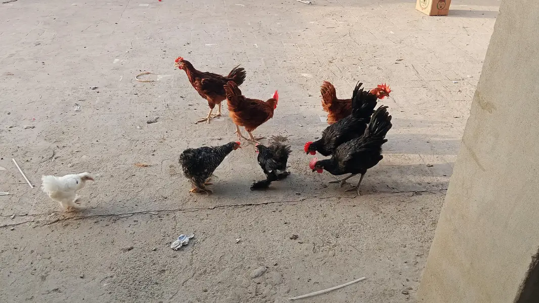 Australorp | Rir 3.5 months — photo 3