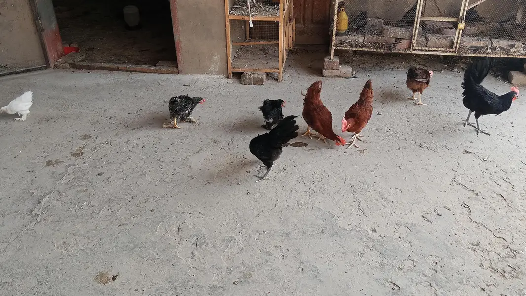Australorp | Rir 3.5 months — photo 4