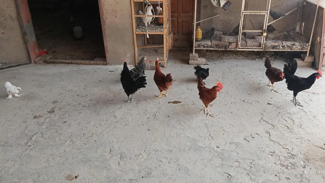Australorp | Rir 3.5 months — photo 5