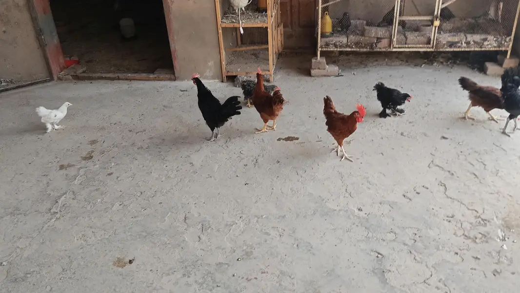 Australorp | Rir 3.5 months — photo 6