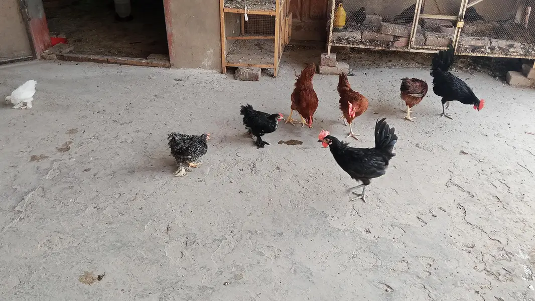 Australorp | Rir 3.5 months — photo 7