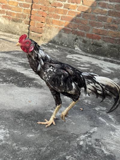 High quality lasani seleta home breed
