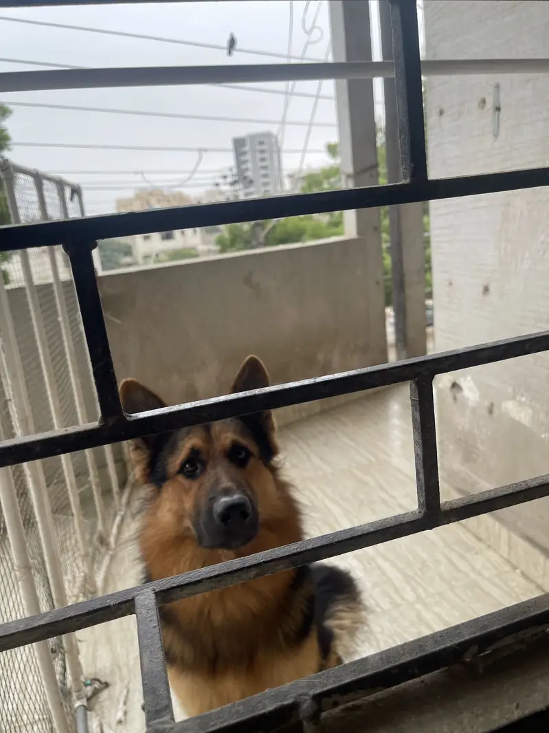 Pedigree German Shepherd (Price negotiable) — photo 2